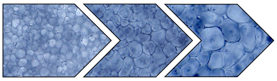 <i>Figure 1: Ice recrystallization during warming with conventional cryoprotective agents which leads to cellular damage.</i>