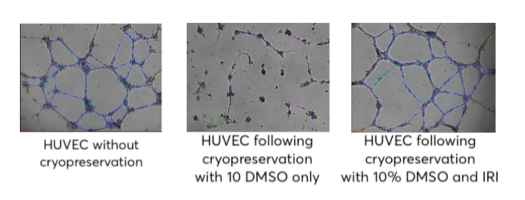 <i>Figure 5: HUVEC cells cryopreserved and stored at –80 °C and then transiently warmed to –20 °C five times were only able to form capillary-like tubular structures in the presence of KryoAegis (Unpublished data).</i>